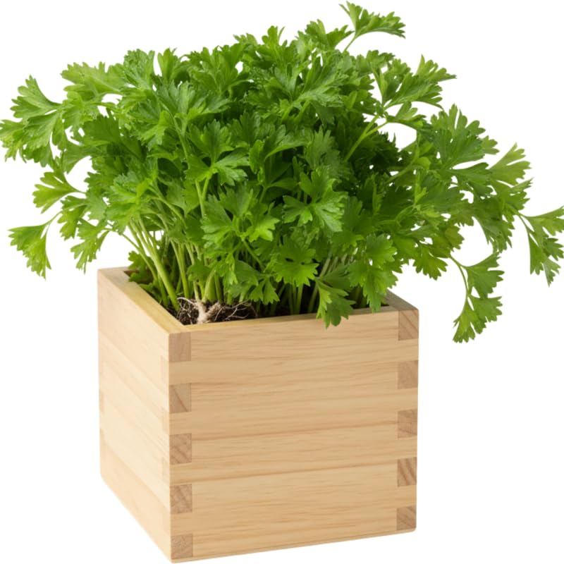 Parsley Plants Live in Pot, Fresh Herb Plant for Containers, Gardens Planting, Live Parsley Plant