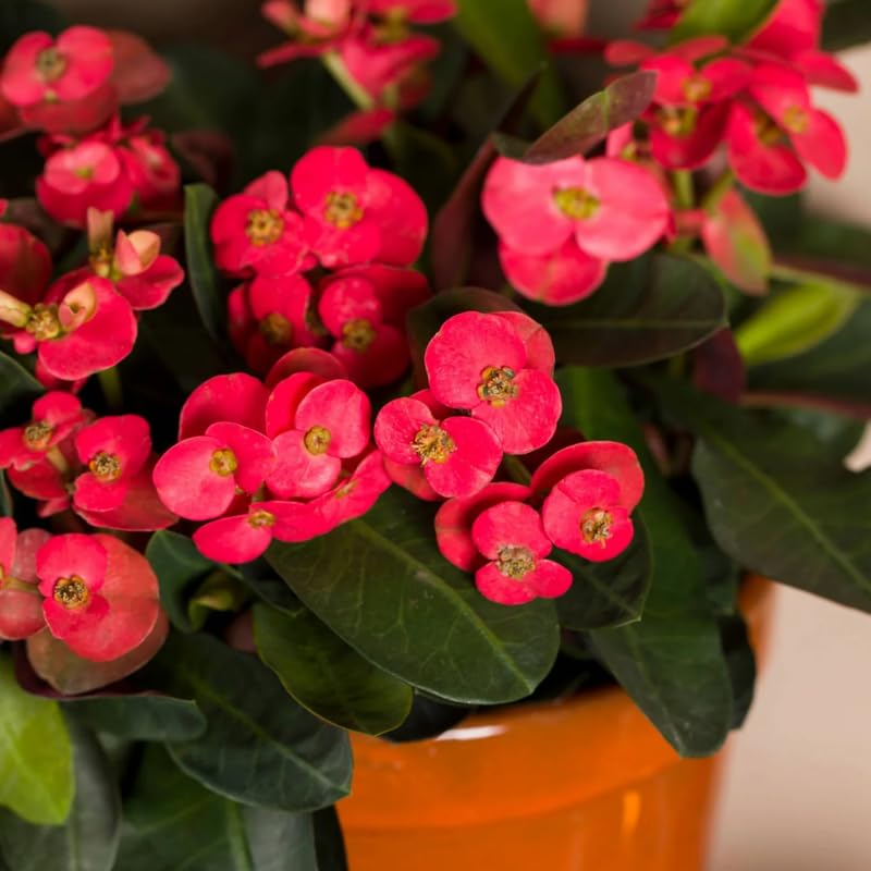 Euphorbia Crown of Thorns Plant, Hardy Perennial Succulent Plant 3-5 Inches, Vibrant Fuchsia Flowers, Gardens and Indoor Planting