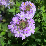 4 Lavender Verbena Plants Live, 5-9" Tall Hardy Perennial Flower Plants, Well-Rooted for Outdoor Planting