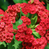 Euphorbia Milii Live Plant, Crown of Thorns Live Plant, Mix Flower Houseplant, 5-8 Inc Tall, Cold Hardy (Red)