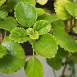 2 Green Swedish Ivy Plants Live for Planting Indoor Outdoor, Plectranthus Swedish Ivy Herb Live Starter Plants, Swedish Ivy Mint Plant Hanging Basket Houseplant