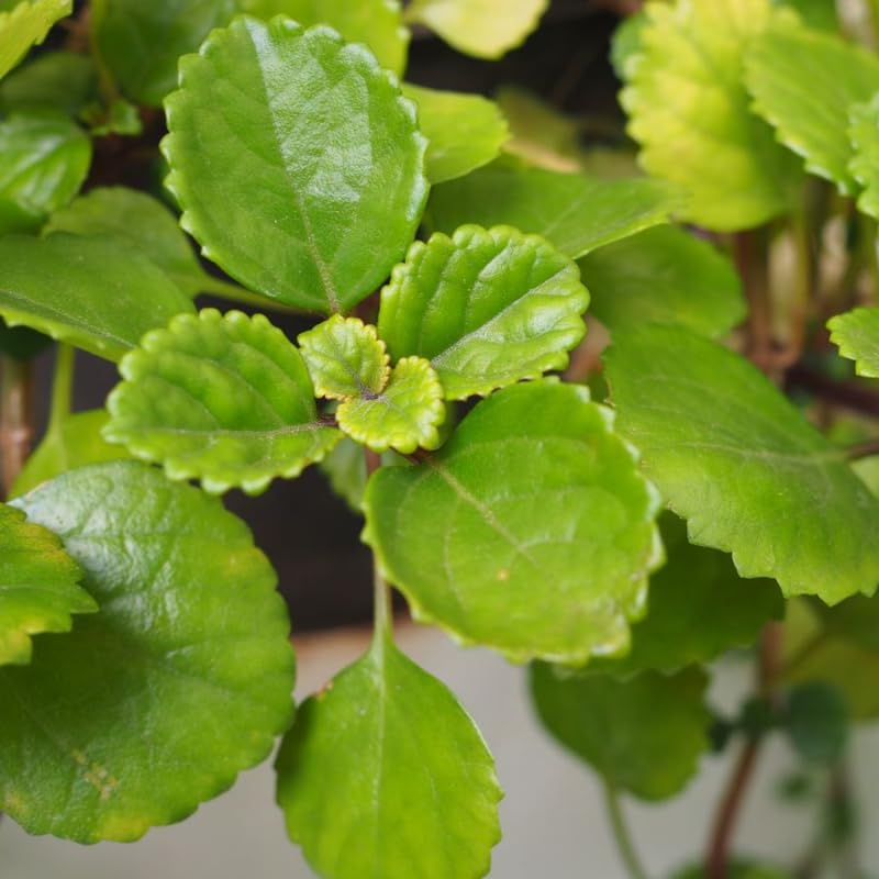 2 Green Swedish Ivy Plants Live for Planting Indoor Outdoor, Plectranthus Swedish Ivy Herb Live Starter Plants, Swedish Ivy Mint Plant Hanging Basket Houseplant
