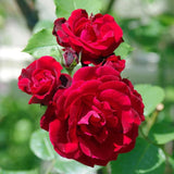 Red Mini Rose Plant Live, Miniature Rose Bush in 3" Pot, Indoor Outdoor Flowering Plant, Compact Live Rose for Gifts and Gardens