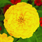 2 Yellow Zinnia Plants Live, Zinnia Live Plants for Planting, Flower Plant, 4 Inches Pot