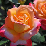 Rose Bush Live Plant Indoor Outdoor, 5-9 Inch Tall, Fragrant Rose Plant Live for Planting, Ornamental Flowers Well Rooted Starter Plant (Sunset Rose)