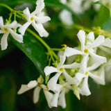 3 Green Jasmine Plants Live, Live Jasmine Plants, Star Jasmine Live Plants, 4 to 6 Inc Long, Jasmine Live Plant for Garden Grow