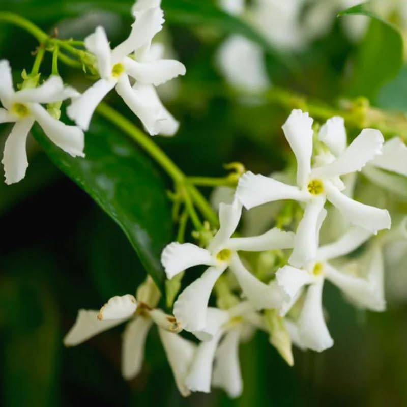 3 Green Jasmine Plants Live, Live Jasmine Plants, Star Jasmine Live Plants, 4 to 6 Inc Long, Jasmine Live Plant for Garden Grow