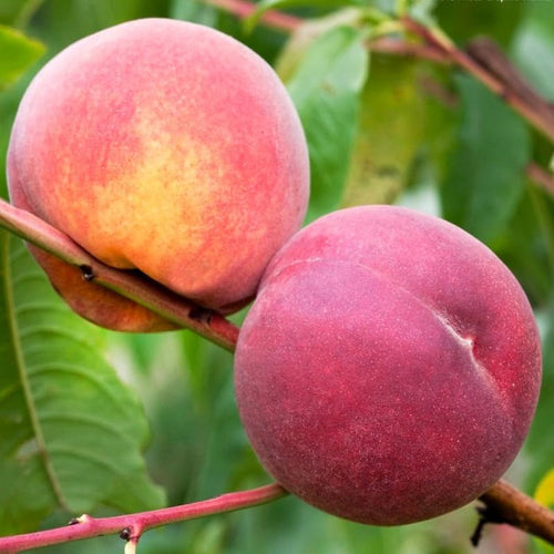5 Months Old Deep Sweet Peach Seedling Tree Live Plant, 6 to 11 Inches in Tall, Winter Hardy for Gardening Outdoor, No CA