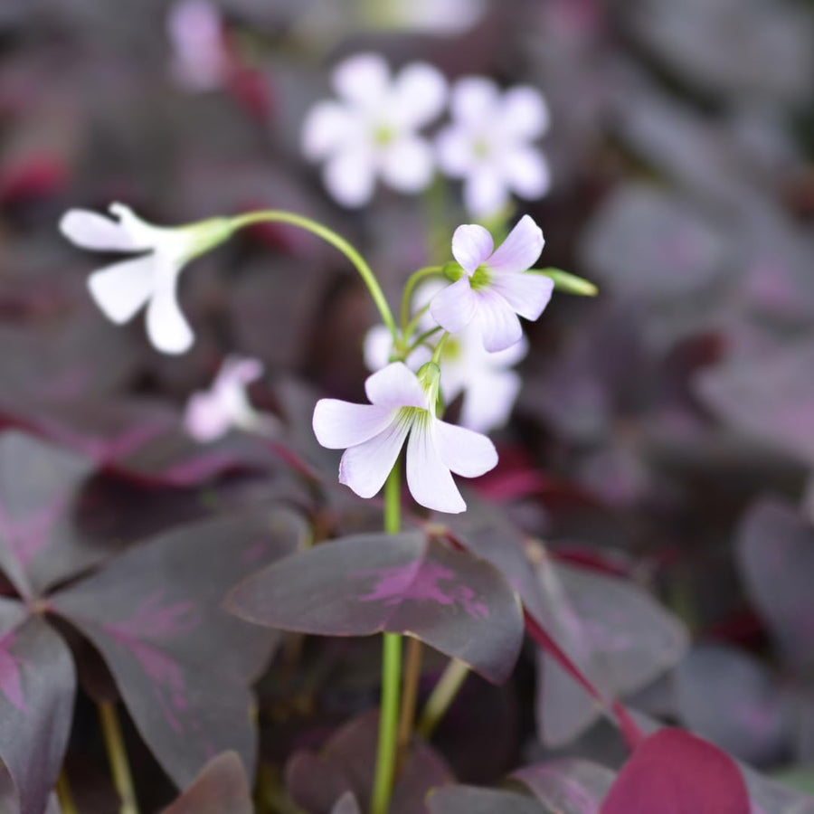Live Purple Shamrock Plants, Deep Purple Oxalis, 4-8 Inches Tall in 4 Inch Pot Hardy Perennial for Growing