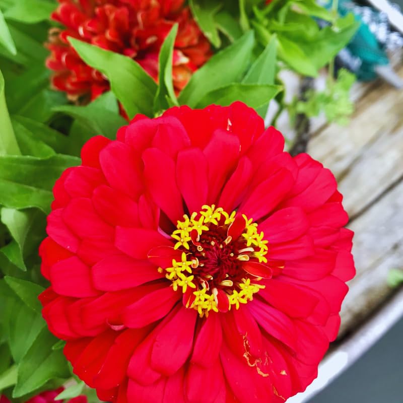 2 Red Zinnia Plants Live, Zinnia Live Plants for Planting, Flower Plant, 4 Inches Pot