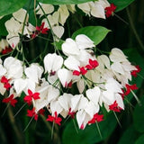 Set 2 Bleeding Heart Vine 5-9 Inc Tall, Clerodendrum Bleeding Heart Plants Live for Planting, Bleeding Heart Flowers (Red Purple Bleeding Heart Vine)