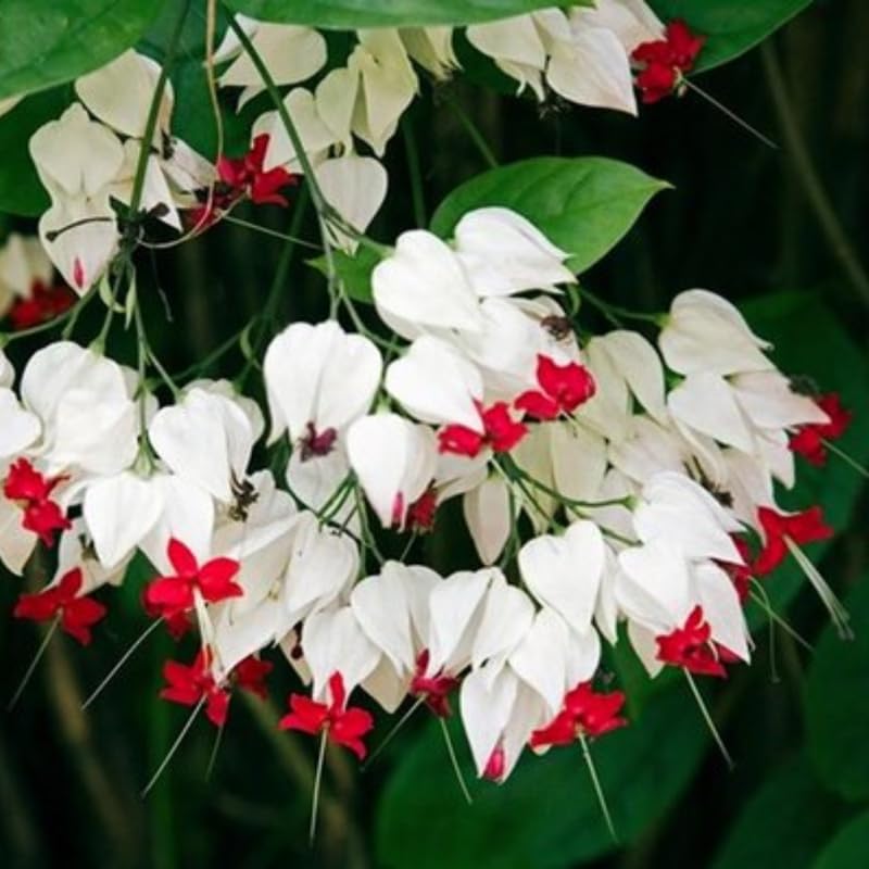 Set 2 Bleeding Heart Vine 5-9 Inc Tall, Clerodendrum Bleeding Heart Plants Live for Planting, Bleeding Heart Flowers (Red Purple Bleeding Heart Vine)