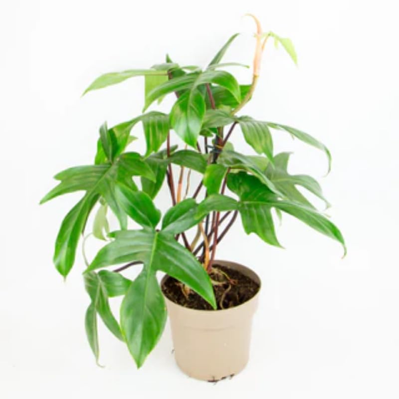 2 Beauty Philodendron Live Plant 5-9" Tall, Rare Tropical Indoor Houseplant Home Garden