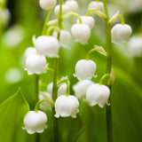 10 Lily of the Valley Roots for Planting in Summer, Hardy Perennial Flower Bulbs, Reblooming Spring Flowers for Gardens, Borders, and Outdoor Landscaping