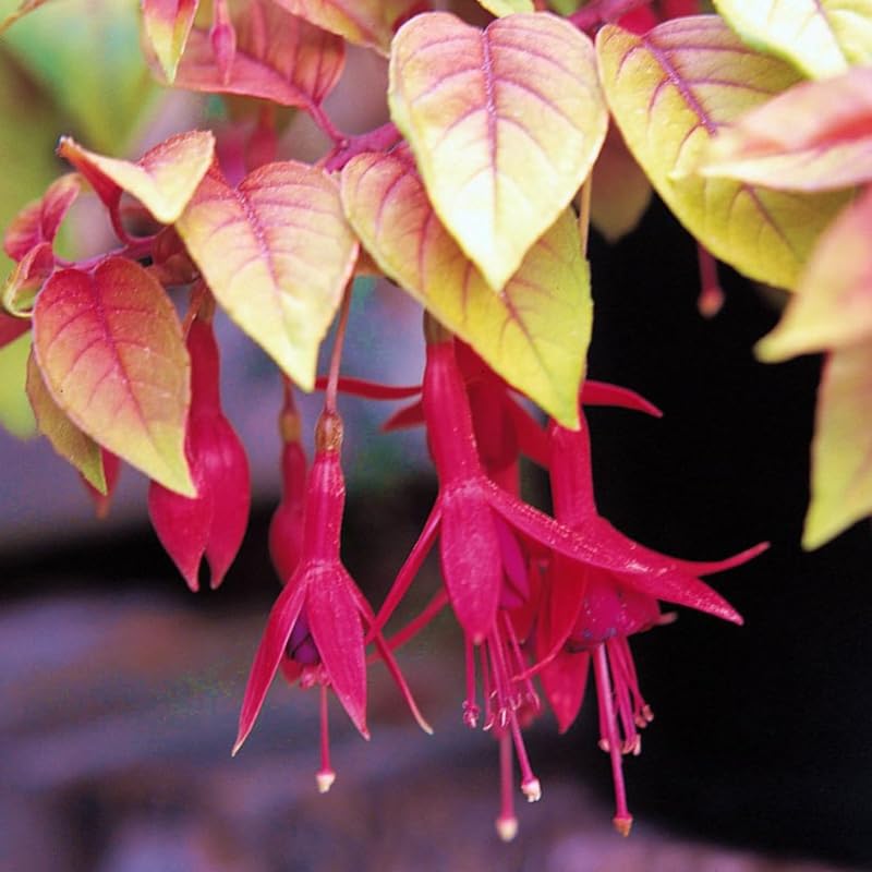 Autumn Fuchsia Plant Live in 5-Inch Pot, Hanging Basket Flower, Hardy Fuchsia Vine for Shade Gardens, USDA Zones 8-11