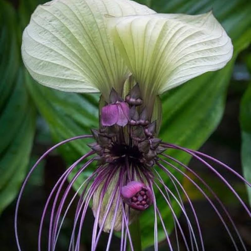 Bat Orchird Tacca Chantrieri Houseplant, White Bat Flower Live Plant, Indoor Outdoor 5-9 Inches Tall