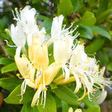 Honeysuckle Vine Live Plant, 6-7" Tall Starter, Climbing Honeysuckle Flowering Vine for Outdoor Garden, Trellis, Fence, or Landscape