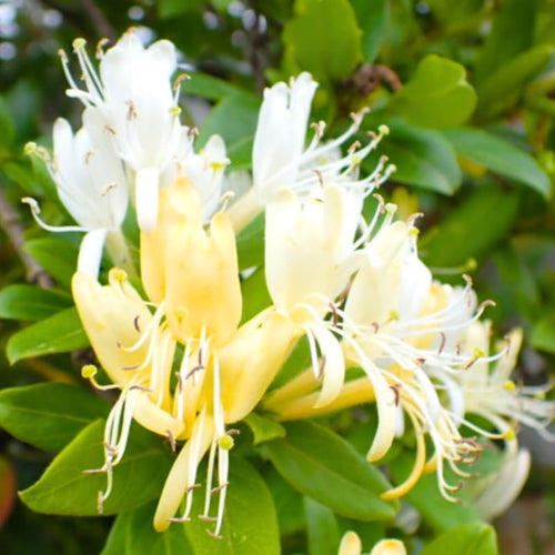 Honeysuckle Vine Live Plant, 6-7" Tall Starter, Climbing Honeysuckle Flowering Vine for Outdoor Garden, Trellis, Fence, or Landscape