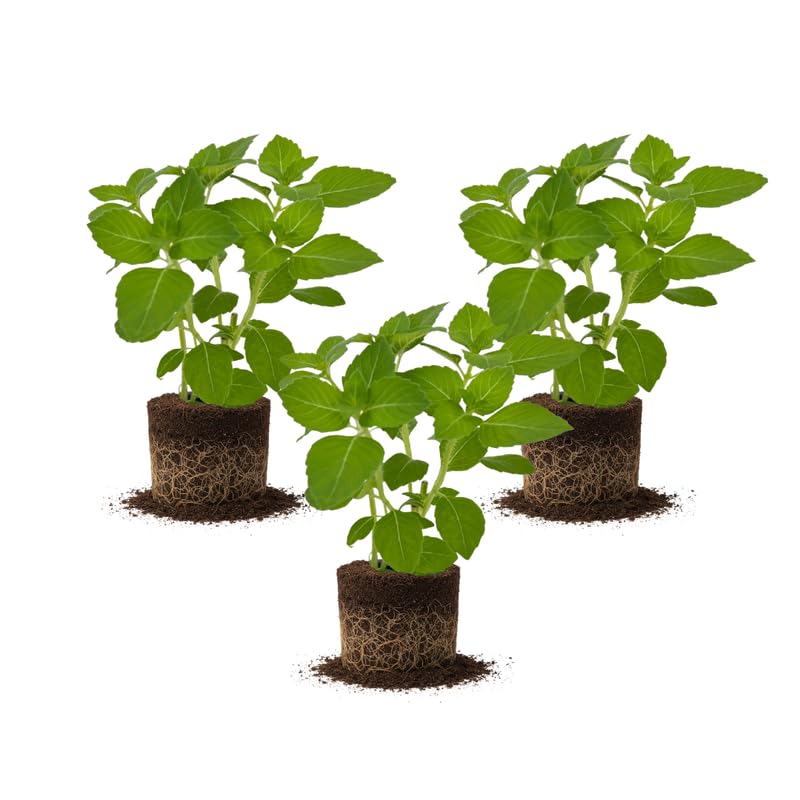 3 Holy Basil Plant Live, Tusil Basil Plants, Herb Plant, 3-5 Inch Tall for Planting