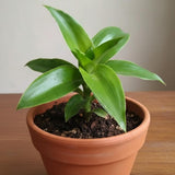 Callisia Fragrans Basket Plant Live, Long Green Leaves for Indoor Outdoor Gardening, Succulents Plant for Zones 9 to 11