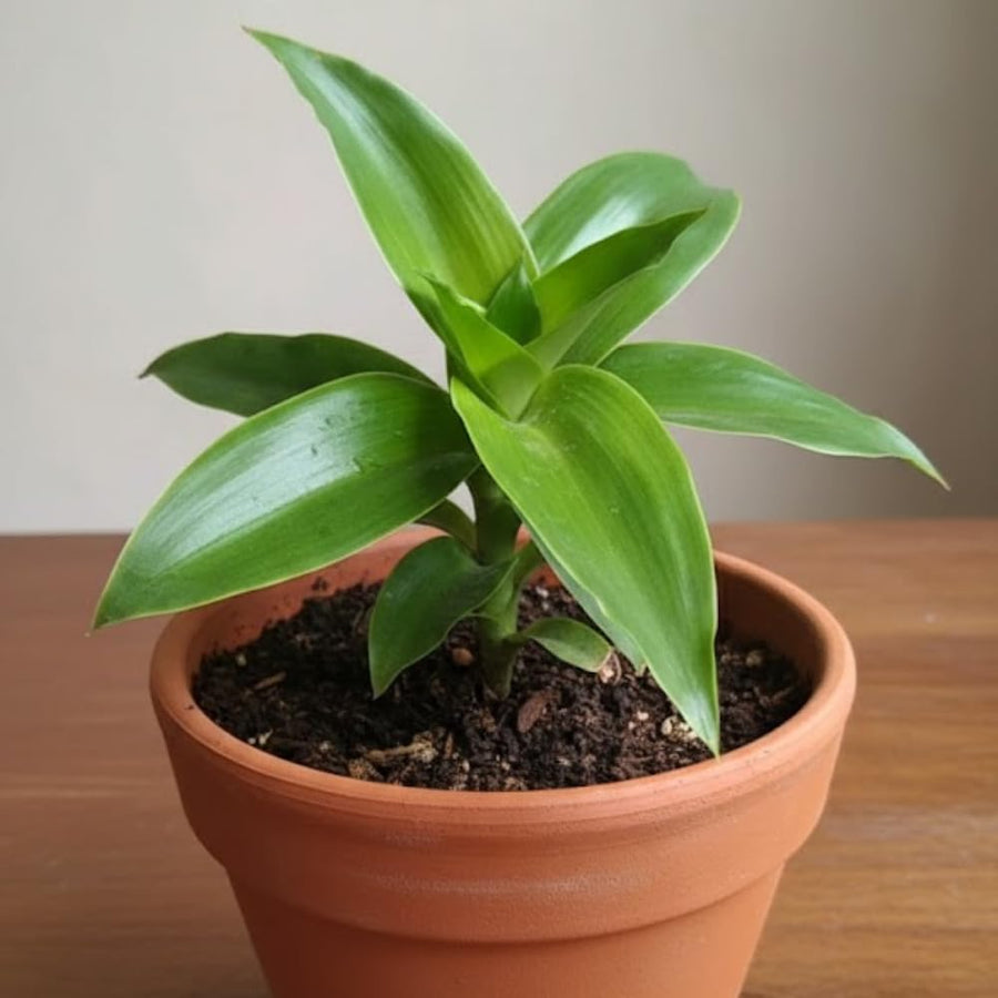Callisia Fragrans Basket Plant Live, Long Green Leaves for Indoor Outdoor Gardening, Succulents Plant for Zones 9 to 11