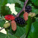 Black Beauty Mulberry Plant Live 2-3 Feet Tall, Black Mulberry Fruit Tree Live Plant, Sweet Mulberries Tree
