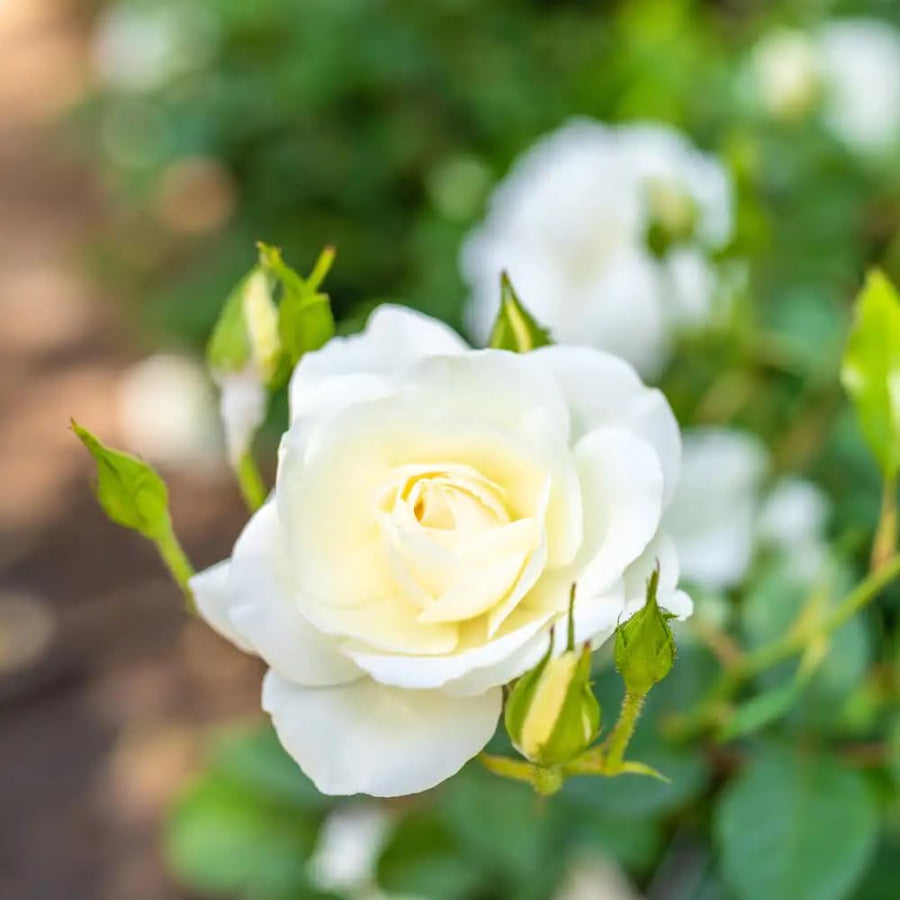 Rare Rose Bush Live Plant - Rose Plant Live to Grow - Bareroot 5-10 Inch Tall - Fragrant Rose Flowers Shrub - No Pot (White Rose)