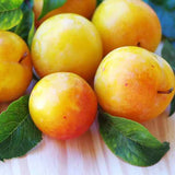 2 American Plum Plants Live for Planting, 12 to 18 Inc Tall, Bareroots, Pink Red Yellow Color Plum Tree Live Plant, Live Plum Tree Plant Live to Grow Outdoors