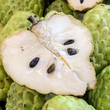 Cherimoya Tree Live Plant, Sugar Apple Like, 8-10 inches Tall in Half Gallon Pot, Sweet Tropical Fruit for Gardening, No CA
