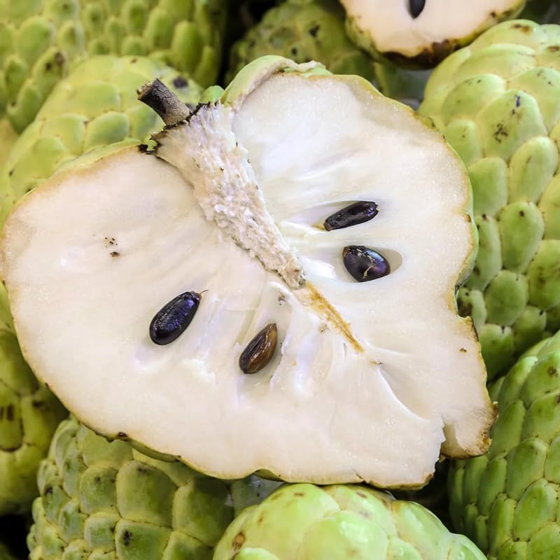 Cherimoya Tree Live Plant, Sugar Apple Like, 8-10 inches Tall in Half Gallon Pot, Sweet Tropical Fruit for Gardening, No CA