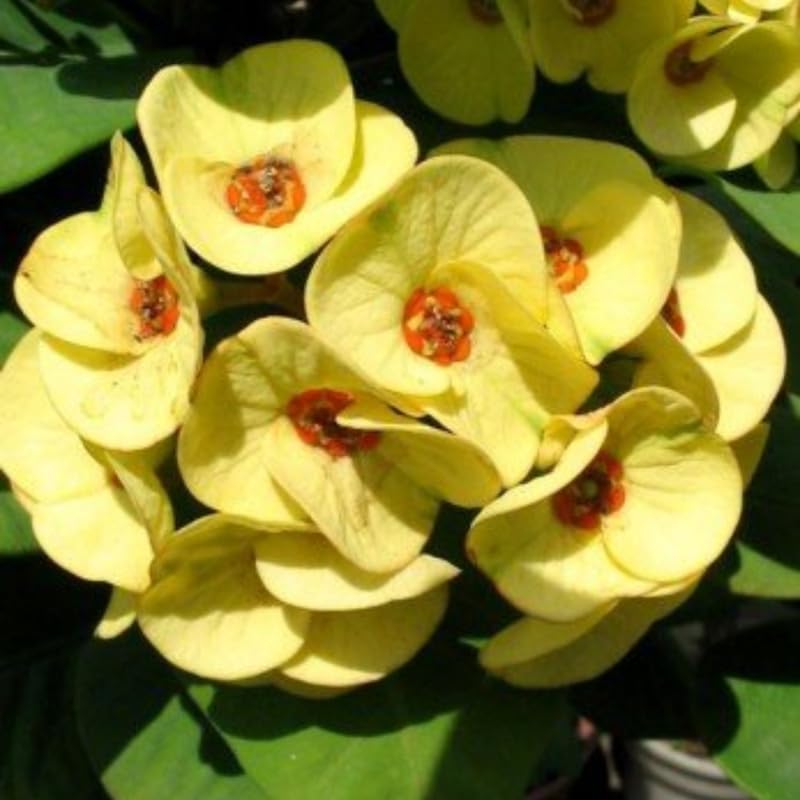 Yellow Crown of Thorns Plant Live, Euphorbia Milii Flowering Succulent Live Plant, 1 Feet Tall, Large Blooms