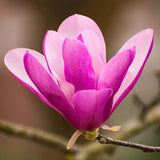 2 Magnolia Trees Live Plant, Fragrant Magnolia Plant Live for Planting Outdoor 6 to 12 Inc Height, Beautiful Magnolia Flowers Tree, Magnolia Flowers, in Pots (Ann Magnolia)