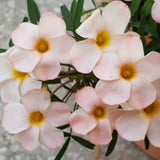 Oxalis Plant Live, Shamrock Spring Flower, 4 Inc Pot, Ornamental Oxalis Plant Live for Indoor Outdoor Garden, 4-8'' Tall (Light Peach)