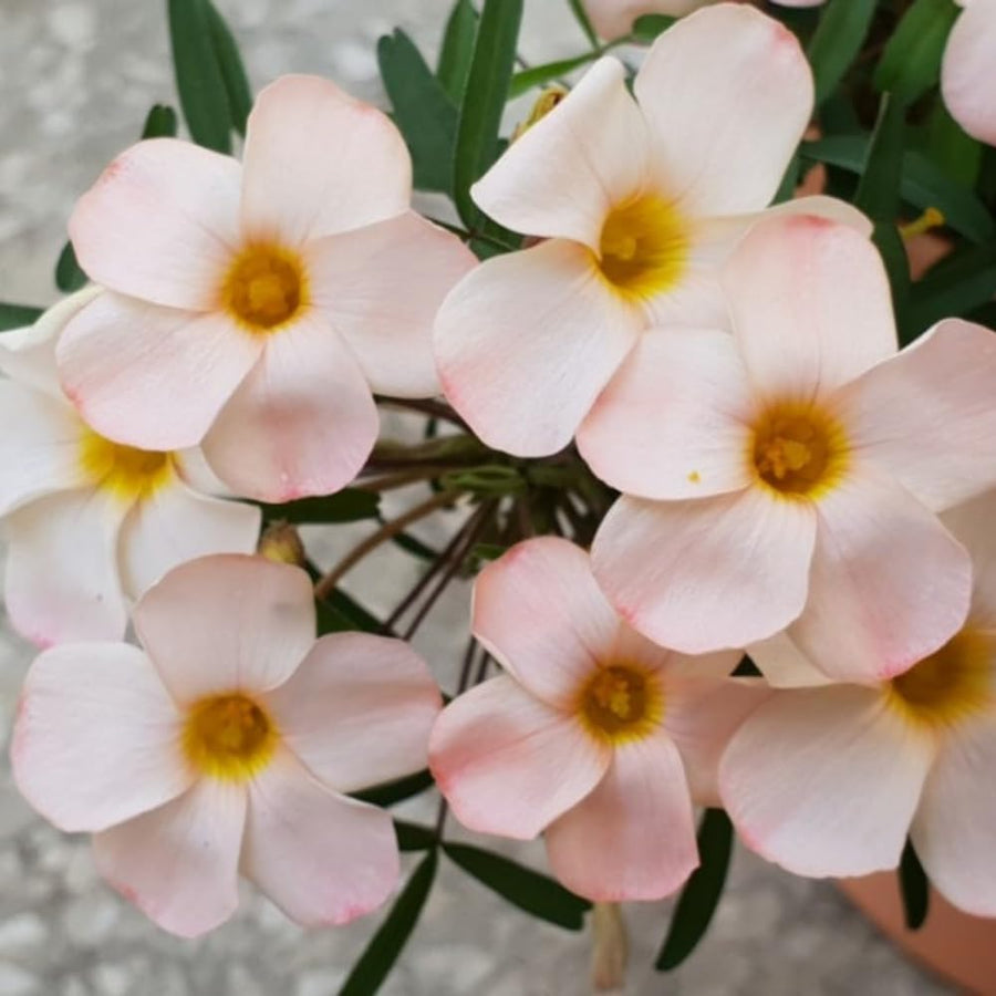 Oxalis Plant Live, Shamrock Spring Flower, 4 Inc Pot, Ornamental Oxalis Plant Live for Indoor Outdoor Garden, 4-8'' Tall (Light Peach)