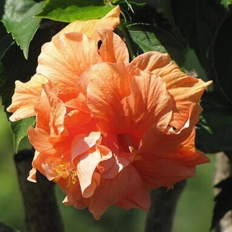 Hibiscus Plant Live, Hardy Hibiscus Flowers Colorful Blooms for Outdoor Landscapes, 8-10 Inch Height, Hibiscus Shrubs, No Pot, Well-Rooted