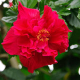 Hibiscus Plant Live, Hardy Hibiscus Flowers for Outdoor Landscapes, 5-9 Inch Height, Ornamental Hibiscus Bush Shrub, Well-Rooted, No Pot