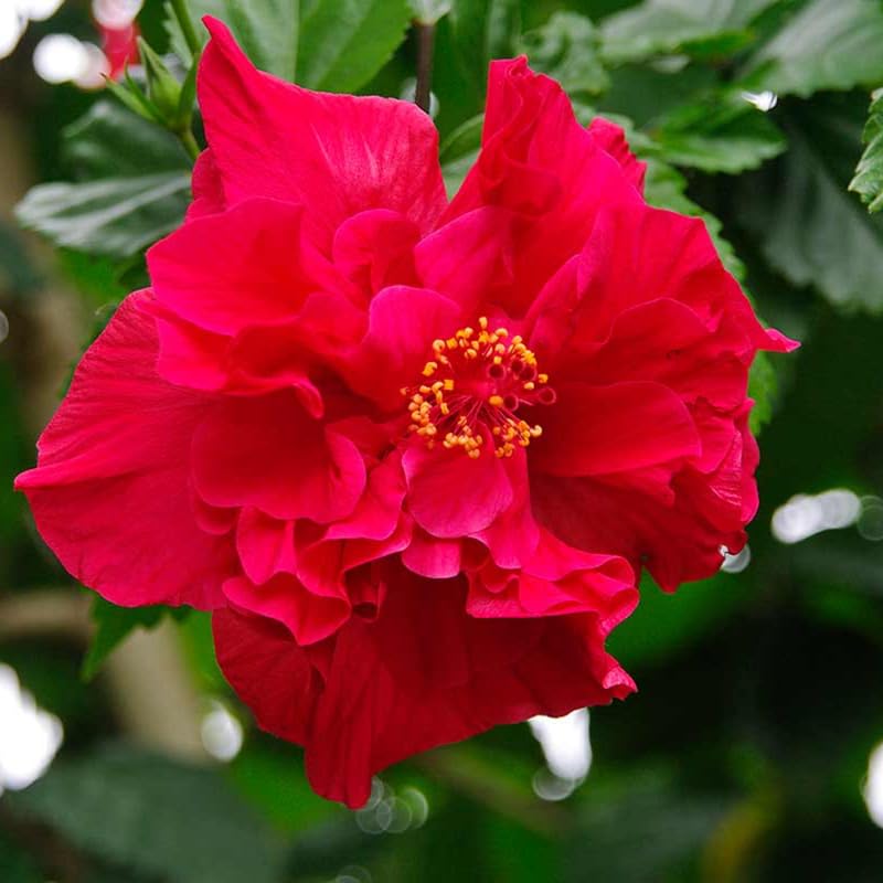 Hibiscus Plant Live, Hardy Hibiscus Flowers for Outdoor Landscapes, 5-9 Inch Height, Ornamental Hibiscus Bush Shrub, Well-Rooted, No Pot
