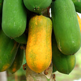 Dwarf Papaya Plant Live, 10-12" Tall Tropical Fruit Tree in Half-Gallon Pot, Fast Growing for Container or Garden