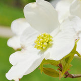 White Dogwood Tree Shrub Bush Dormant, 12 Inc Bare Root Dogwood Trees Live Plants for Outside, Flowering Dogwood for Outdoor Planting
