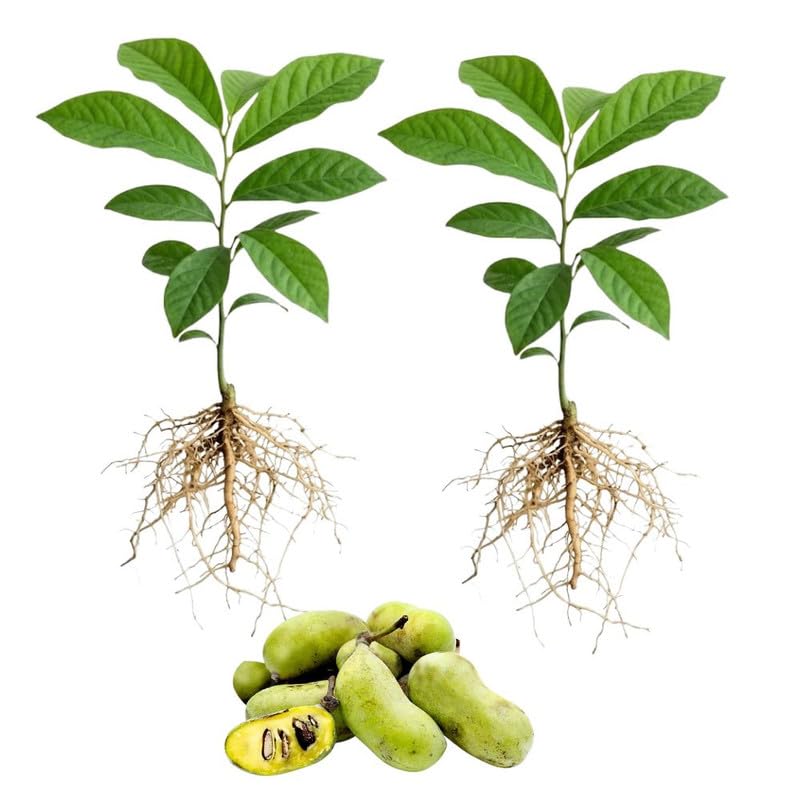 Set 2 Pawpaw Tree Live Plant 6 to12 Tall in Quart Pot, Paw Paw Fruit Tree for Outdoor Garden Planting
