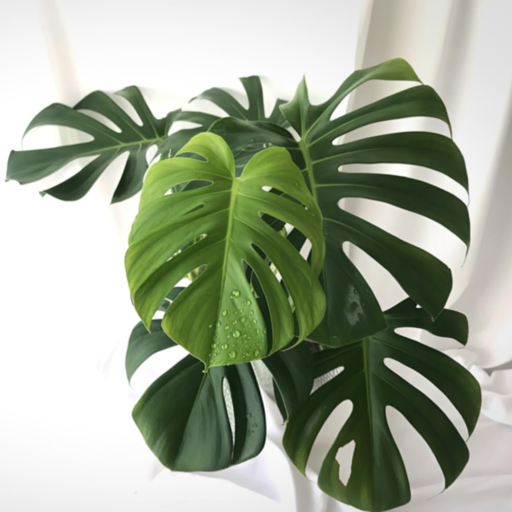 2 Rare Philodendron Live Plants Varieties Collection, Philodendrons Plants Size 5-9 Inc for Indoor Houseplant Décor, Ornamental Tropical Well-Rooted (Monstera Deliciosa)