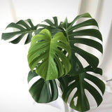 2 Rare Philodendron Live Plants Varieties Collection, Philodendrons Plants Size 5-9 Inc for Indoor Houseplant Décor, Ornamental Tropical Well-Rooted (Monstera Deliciosa)