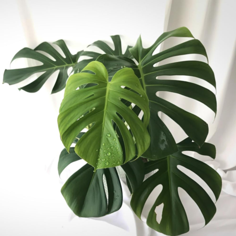 2 Rare Philodendron Live Plants Varieties Collection, Philodendrons Plants Size 5-9 Inc for Indoor Houseplant Décor, Ornamental Tropical Well-Rooted (Monstera Deliciosa)
