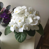 White African Violets Live Plants House Plants in 4" Pot, Vibrant Blooms for Indoor Décor, Home or Office, Easy to Grow