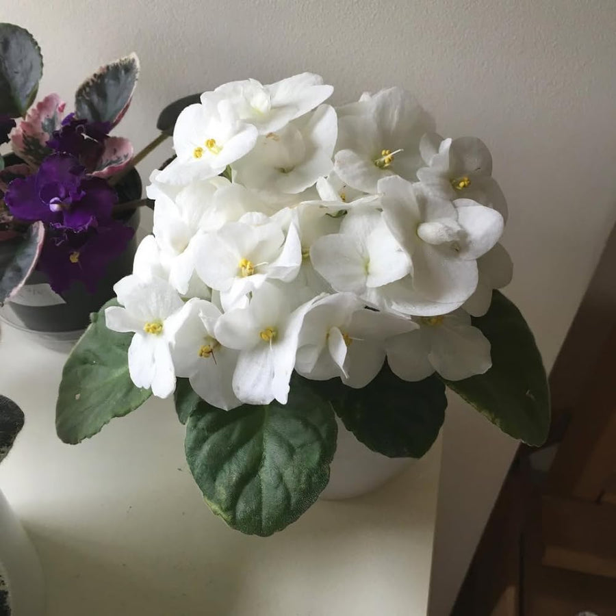 White African Violets Live Plants House Plants in 4" Pot, Vibrant Blooms for Indoor Décor, Home or Office, Easy to Grow