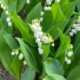6 Lily of the Valley Plants Live, Lily of the Valley Flower Plant,Sweet Fragrant Blooms for Garden Beds and Borders, 4-7 Inch Tall Bareroot Plants