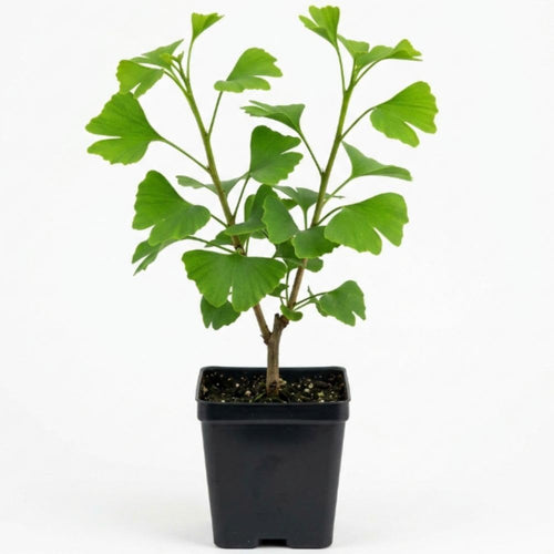 Ginkgo Tree Live Plant, 6-12 Inch Tall Ginkgo Plant in Quart Pot, Ginkgo Biloba, Hardy Ornamental Tree for Outdoor Planting