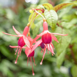 Autumn Fuchsia Plant Live in 5-Inch Pot, Hanging Basket Flower, Hardy Fuchsia Vine for Shade Gardens, USDA Zones 8-11