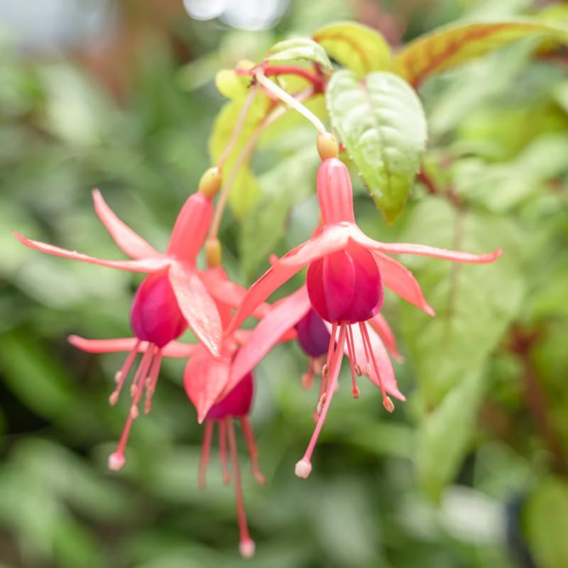 Autumn Fuchsia Plant Live in 5-Inch Pot, Hanging Basket Flower, Hardy Fuchsia Vine for Shade Gardens, USDA Zones 8-11