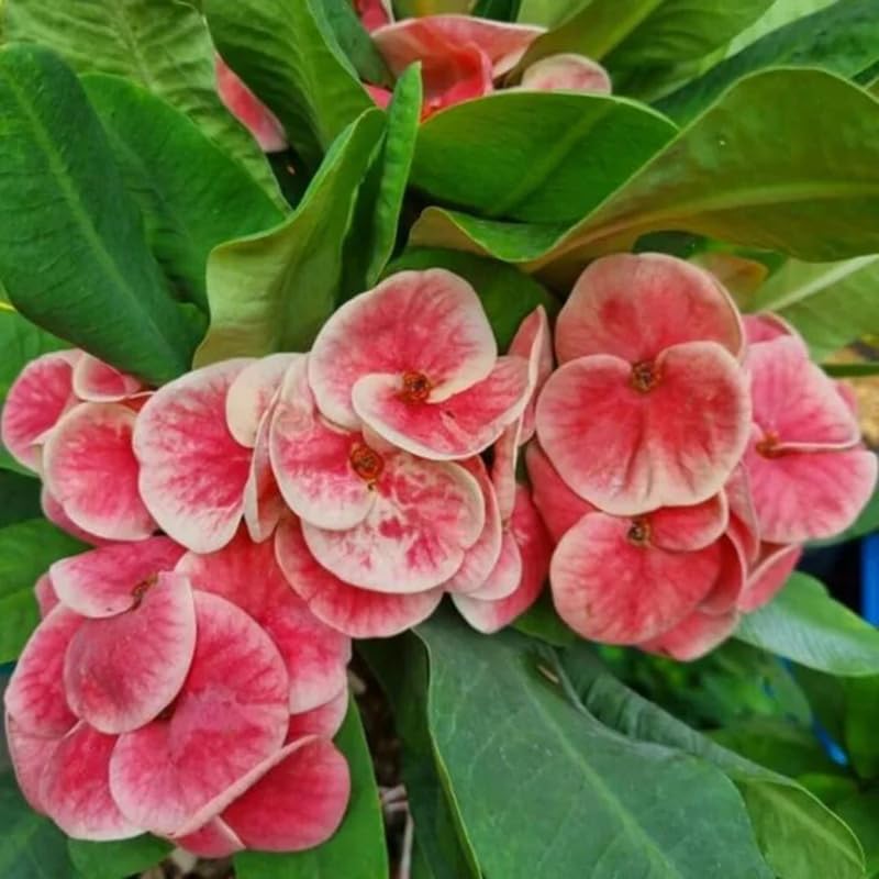 Euphorbia Crown of Thorns Plant, Hardy Perennial Succulent Plant 3-5 Inches, Vibrant Pink Flowers, Gardens and Indoor Planting